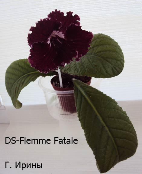  DS-Flemme Fatale 