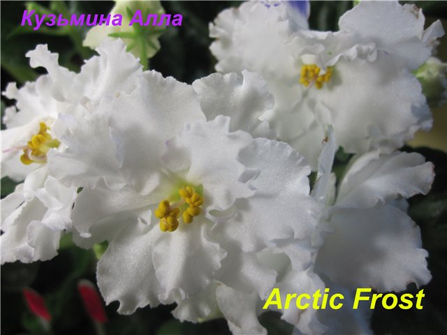  Arctic Frost 