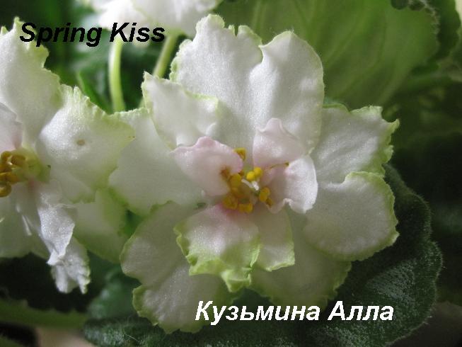  Spring Kiss 