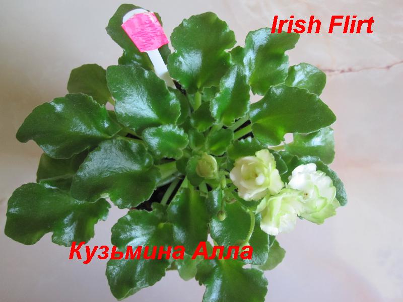  Irish Flirt 