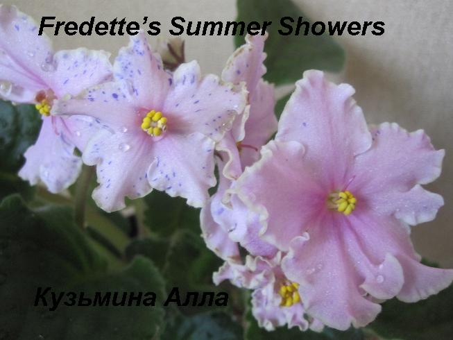  Fredettes Summer Showers 