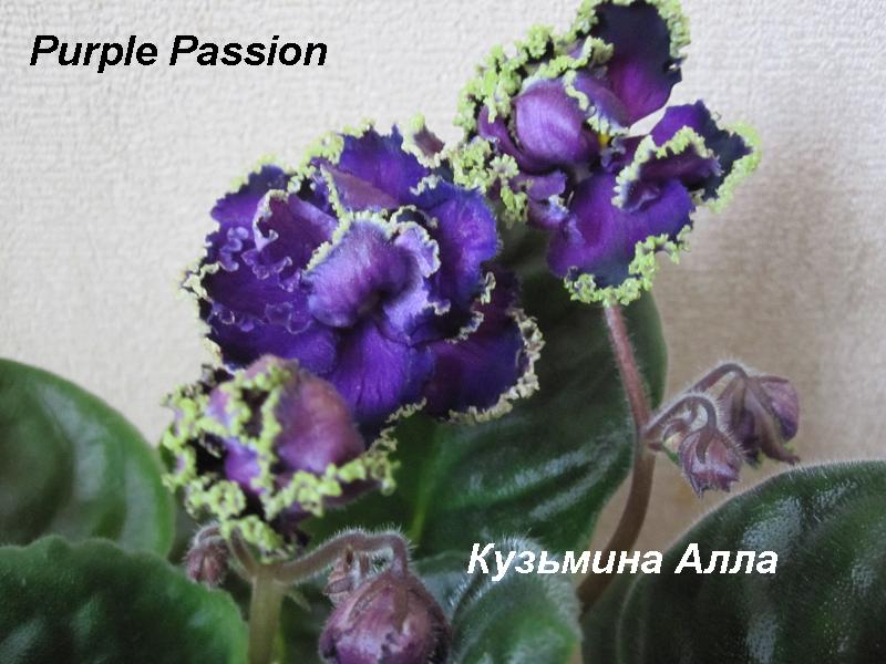  Purple Pssion 