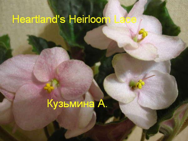  Heartland's Heirloom Lace 