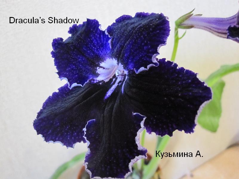  Draculas Shadow 