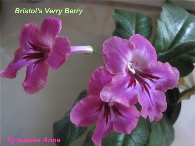  Bristol's Verry Berry 