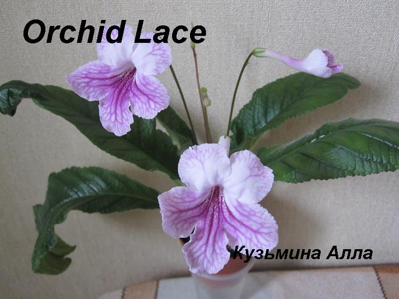  Orchid Lace 