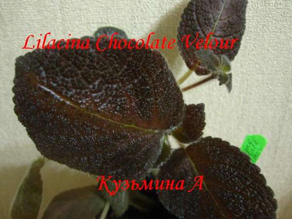  Lilacina Chocolate Velour 