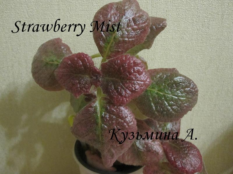  Strawberry Mist 