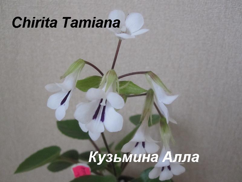    (Chirita Tamiana) 