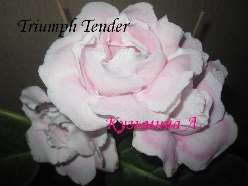  Triumph Tender 