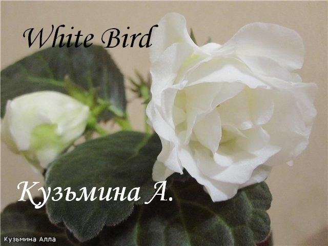  Persian, White Bird 