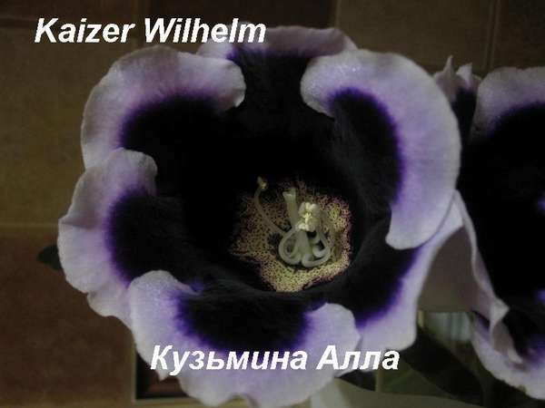  Kaiser Wilhelm 