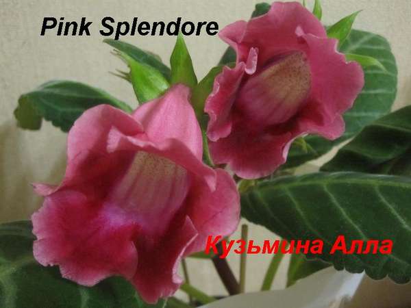  Pink Splendore 