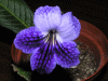  Blue Network