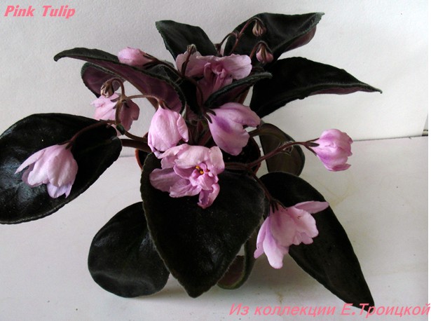 Фиалка Pink Tulip