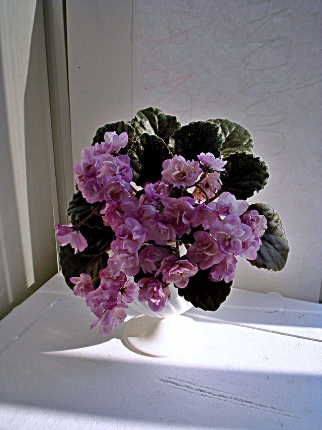 Фиалка Ness Satin Rose