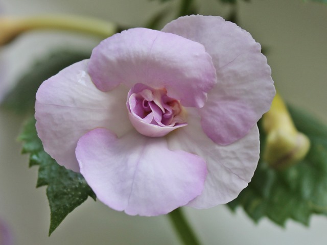 Ахименес Apple Blossom