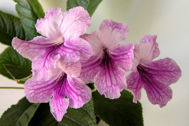  Orchid Lace 