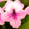 Стрептокарпус Orchid Lace