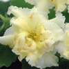 Фиалка Mellow Yellow