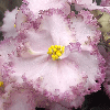 Фиалка Pink Jade