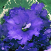 Фиалка Buckeye Boysenberry