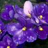 Фиалка Ness' Blueberry Puff