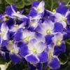 Фиалка Park Avenue Blue