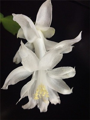  Schlumbergera Angel Dance 