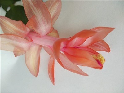  Schlumbergera Dragon Beauty 