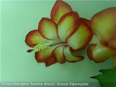  Schlumbergera Samba Brazil 