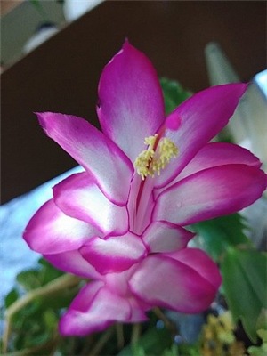  Schlumbergera Dark Eva 