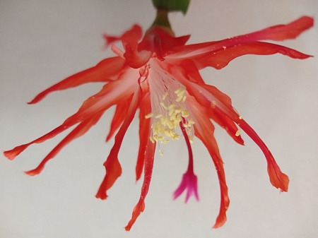  Schlumbergera 