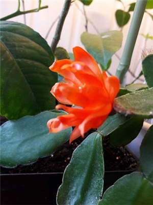  Rhipsalidopsis Orange Easter Cactus Colomba 