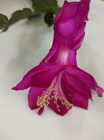  Schlumbergera Tango Dancer 