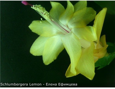  Schlumbergera Lemon 