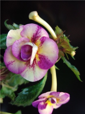  achimenes tropical dusk 