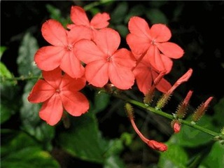  Plumbago indica 