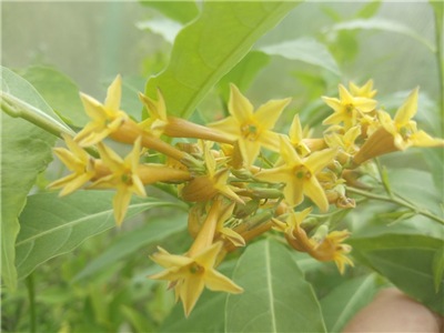  Cestrum Aurantiacum 