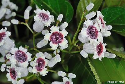  Paederia Scandens 