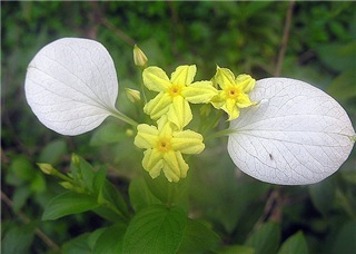  Pseudomussaenda flava 