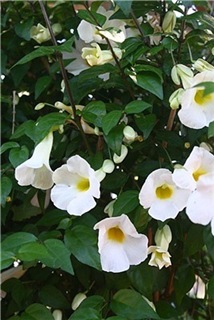  Thunbergia erecta alba White King's Mantl 