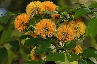  ararchidendron pruinosum-680 