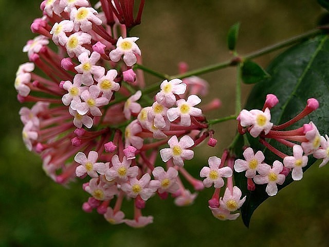  Rondeletia amoena 