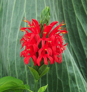  Pachystachys spicata 