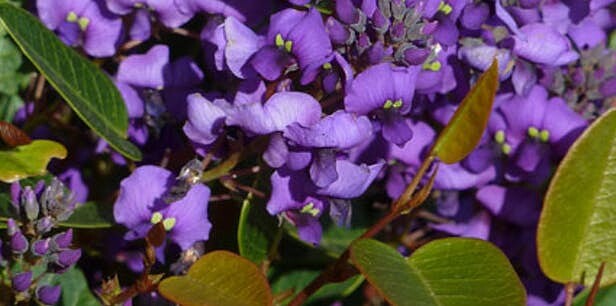  Hardenbergia violacea Mini Ha Ha 