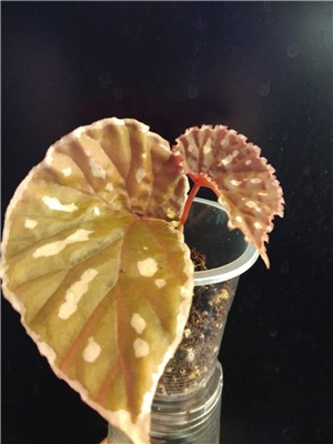  Begonia sp. Sarawaku 