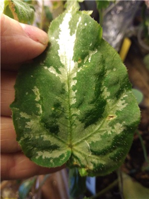  Begonia  Ludicra Variegata 