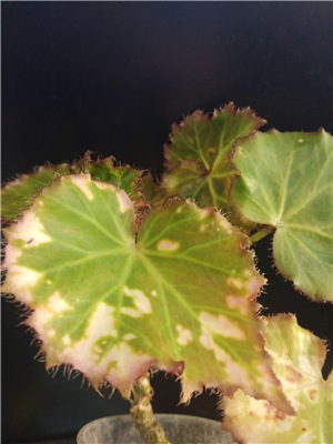  Begonia manicata 'Aureo maculata' 