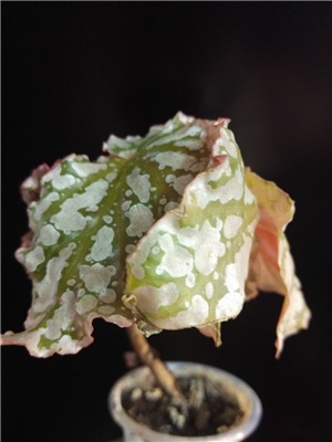  Begonia SP 